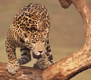 shutterstock_101634724